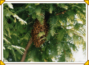 木に留まる分封中のミツバチ群