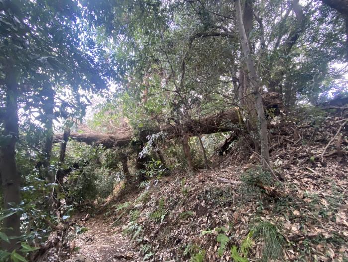天園ハイキングコース倒木写真