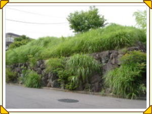 空き地から道路にはみ出した雑草　写真