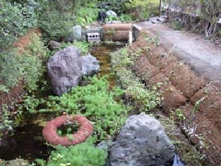 ビオトープ　完成風景