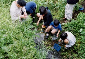 扇川の河川調査