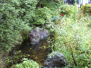 ビオトープ全景