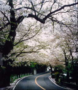 kamakurayama