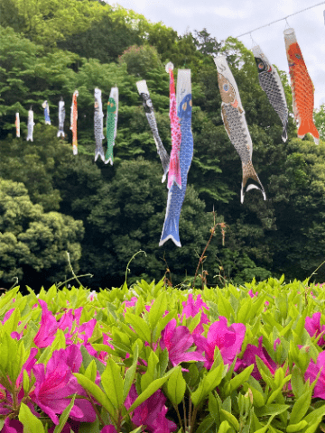 つつじとこいのぼりの写真