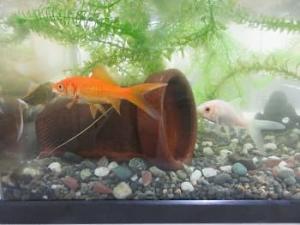金魚とどじょう