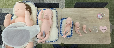 赤ちゃんが育つ過程