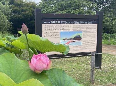 ハス