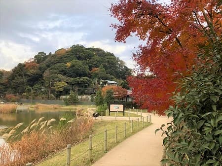 紅葉