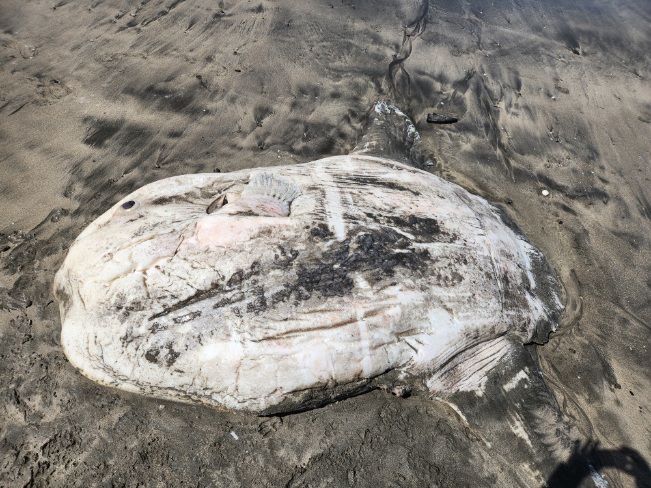 マンボウ1