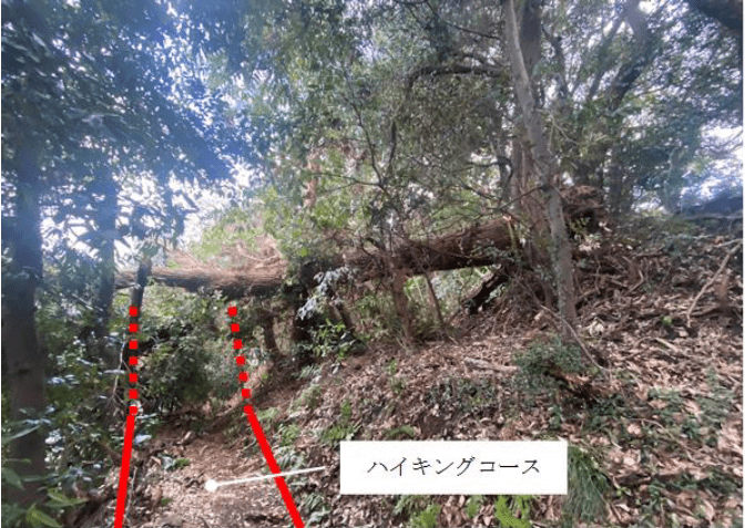 天園ハイキングコース倒木写真