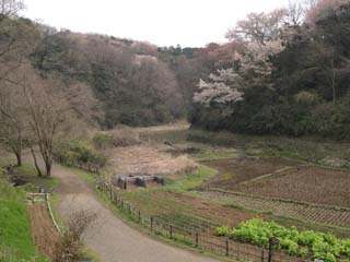 鎌倉中央公園の様子