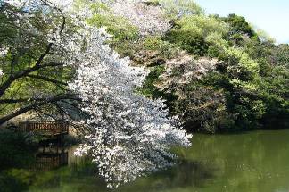 夫婦池公園水辺の観察テラス