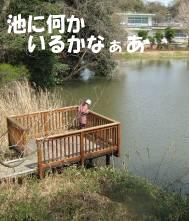 夫婦池公園水辺の観察テラス