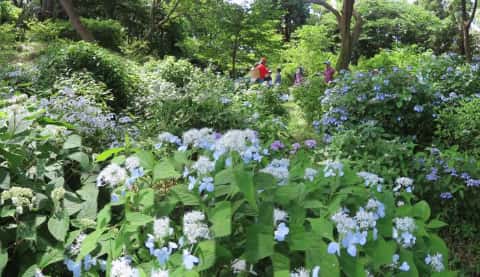 北鎌倉湧水ネットワーク７