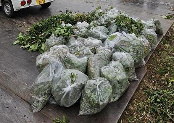 第1回除草活動4