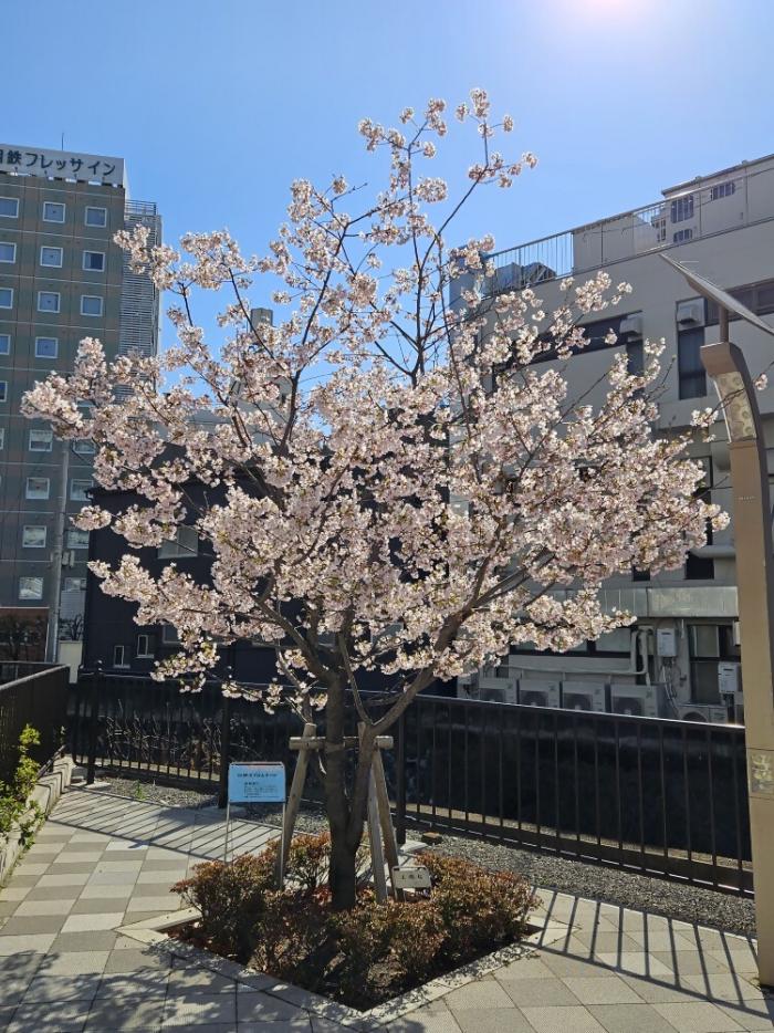 玉縄桜