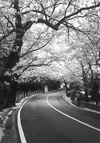 鎌倉山の桜並木道の写真