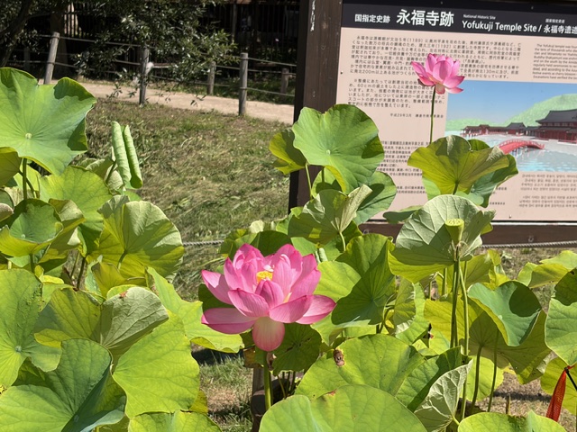 7月14日撮影_ハス開花1