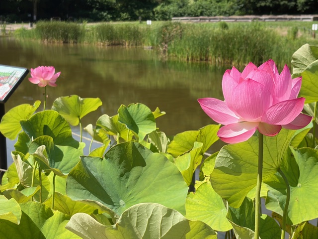 7月14日撮影_ハス開花3
