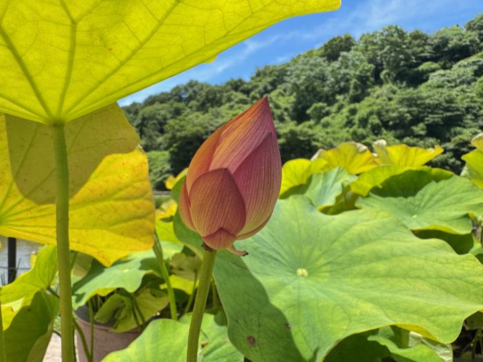 大きいつぼみ