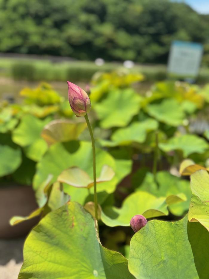 小さいつぼみ